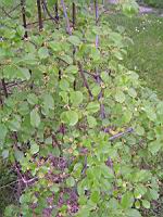 Celastrus orbiculatus (fam. Celastracees) (Asie Orientale) (4) (Photo F. Mrugala)